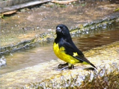 Spinus xanthogastrus