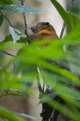 Gebe Cuscus photo 4