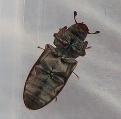 Trogossitidae