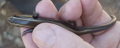 Plestiodon bilineatus