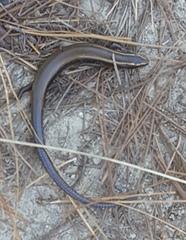 Plestiodon bilineatus