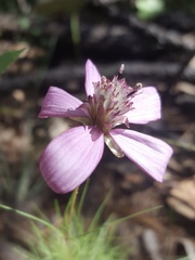 Cosmos carvifolius