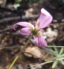 Cosmos carvifolius