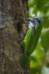 Psilopogon rafflesii