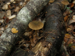 Simocybe phlebophora