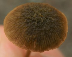 Simocybe phlebophora