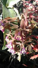 Image of Epidendrum radioferens