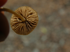 Simocybe phlebophora