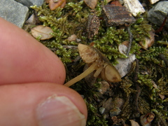 Simocybe phlebophora