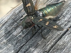 Buprestis nuttalli