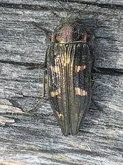 Buprestis nuttalli