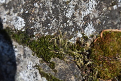 Hedwigia stellata