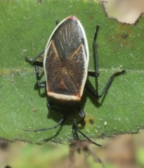 Largus convivus