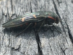 Buprestis nuttalli