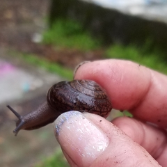 Helminthoglypta diabloensis