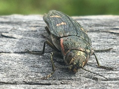 Buprestis nuttalli