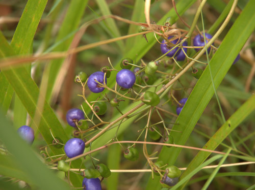 Dianella caerulea