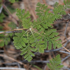 Chamaebatia foliolosa