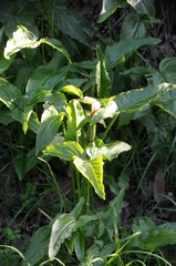 Arum hygrophilum