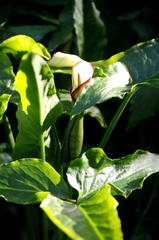 Arum hygrophilum