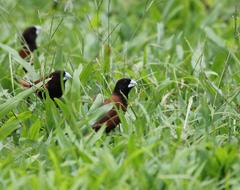 Lonchura atricapilla