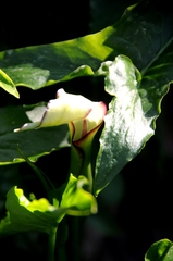 Arum hygrophilum