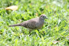 Geopelia striata