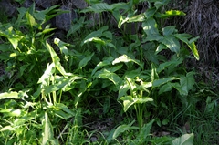 Arum hygrophilum