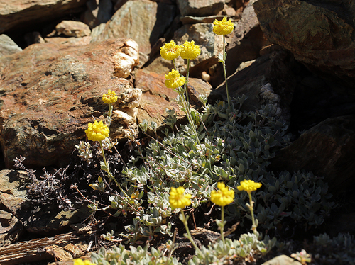 Eriogonum umbellatum var. smallianum