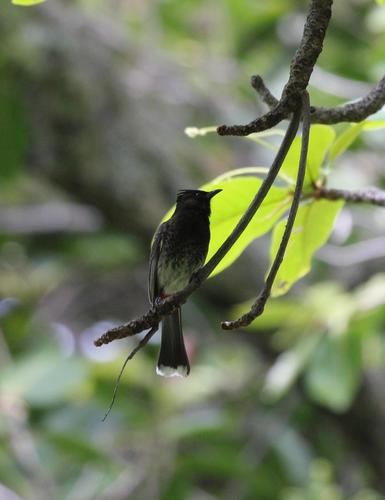 Bulbul cafre (Pycnonotus cafer)