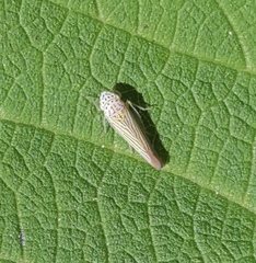Graphocephala aurora