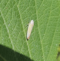 Graphocephala aurora