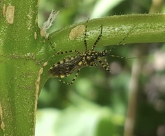Pselliopus mirabilis