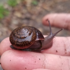 Helminthoglypta diabloensis