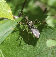 Pselliopus mirabilis