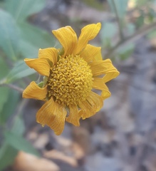 Aldama latibracteata
