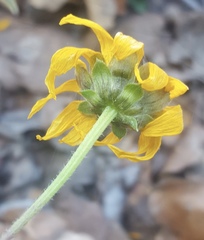 Aldama latibracteata
