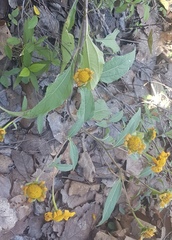 Aldama latibracteata