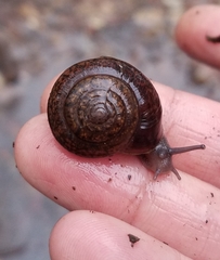 Helminthoglypta diabloensis