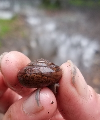 Helminthoglypta diabloensis