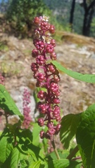 Phytolacca rugosa
