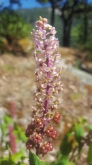 Phytolacca rugosa