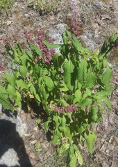 Phytolacca rugosa