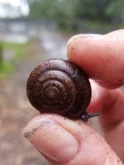 Helminthoglypta diabloensis