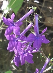 Lobelia sinaloae