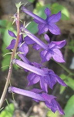 Lobelia sinaloae