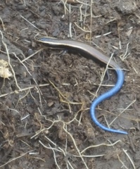 Plestiodon bilineatus
