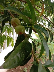 Phaleria macrocarpa