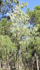 Pinus lumholtzii
