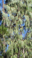 Pinus lumholtzii